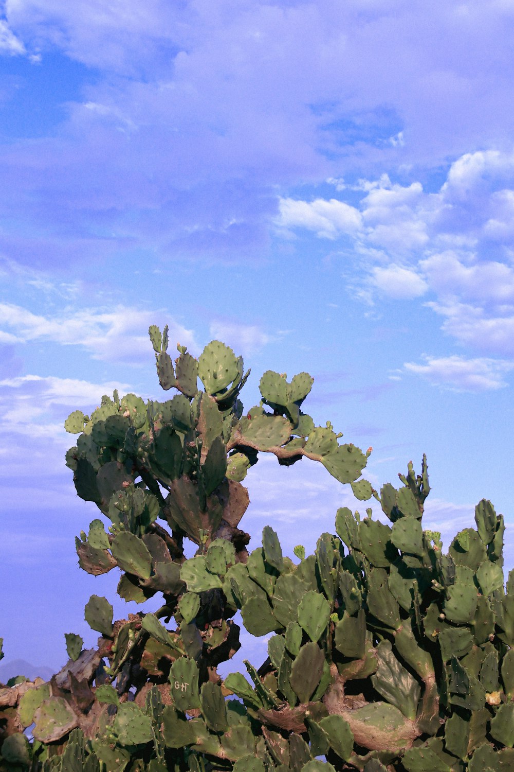 a large green cactus with a blue sky in the background