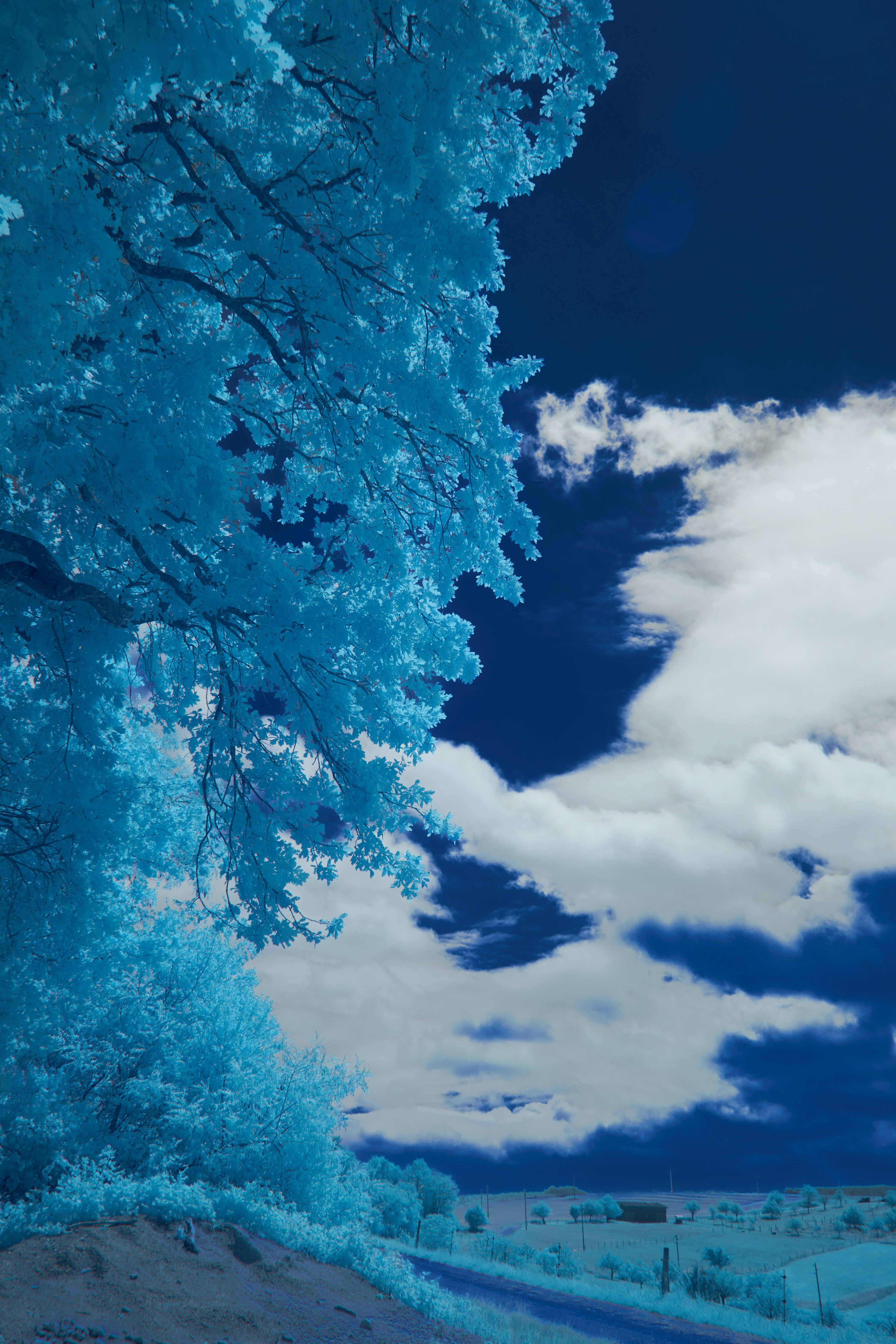 Photo by wolfgang_hasselmann