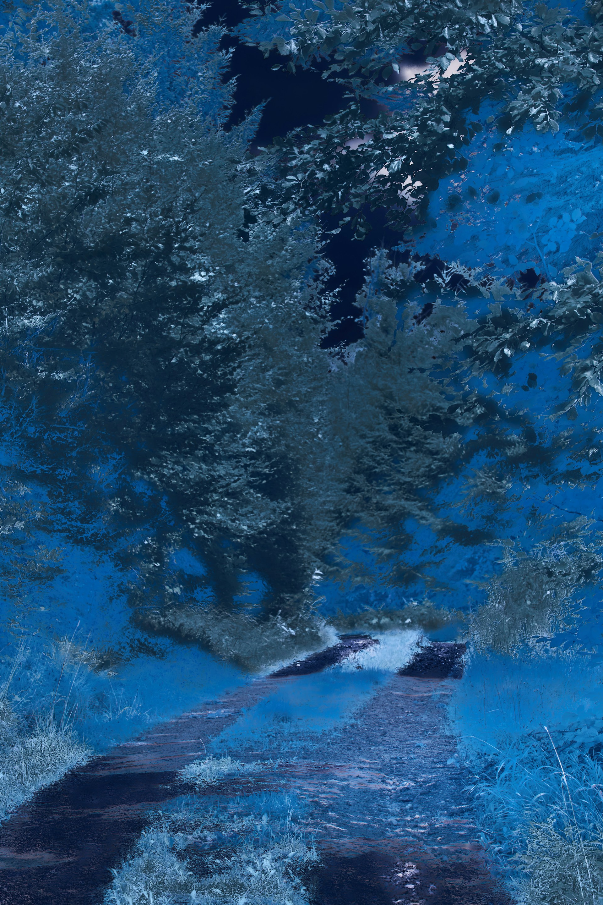 a reflection of trees in a puddle of water
