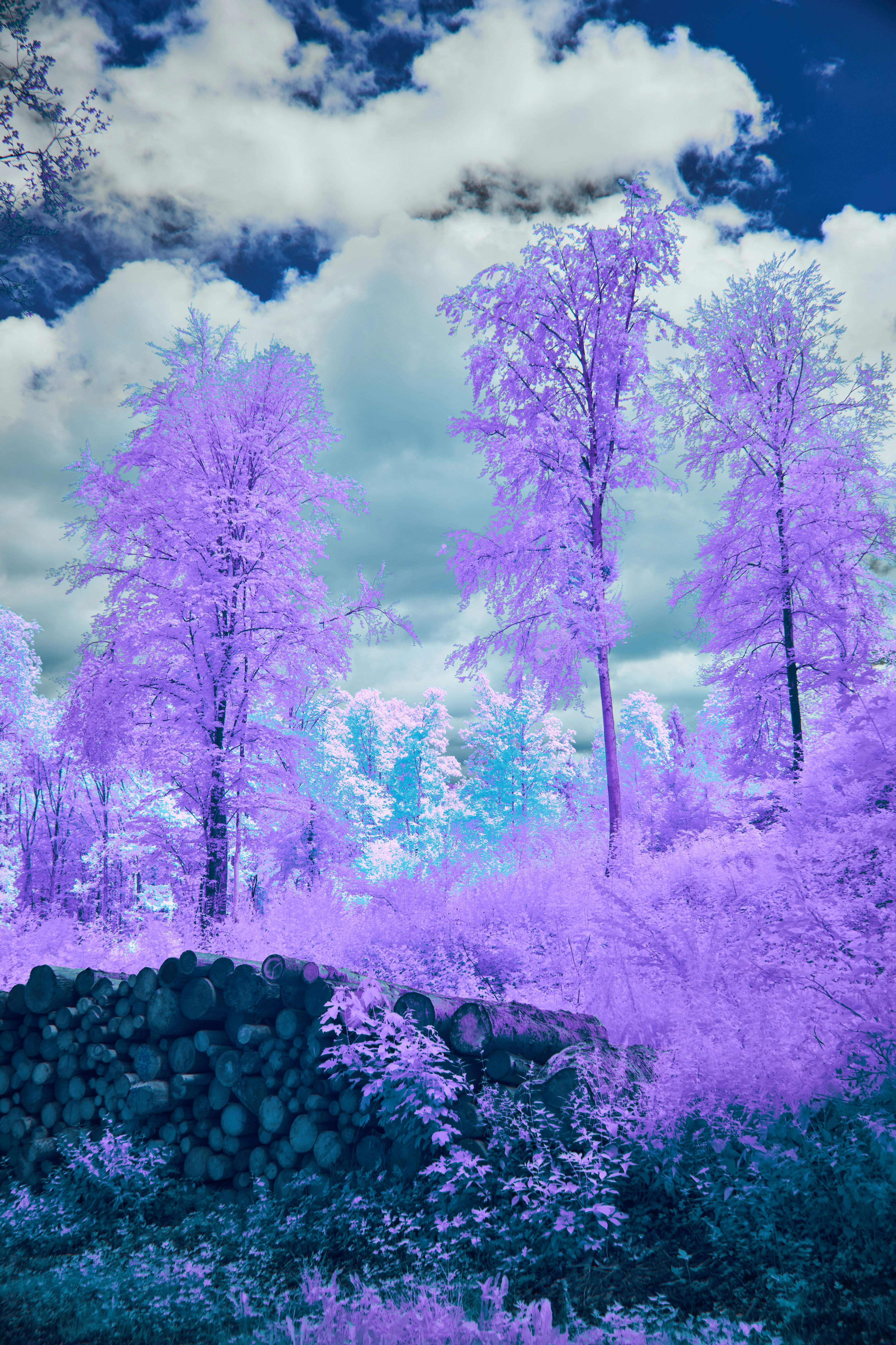 Photo by wolfgang_hasselmann