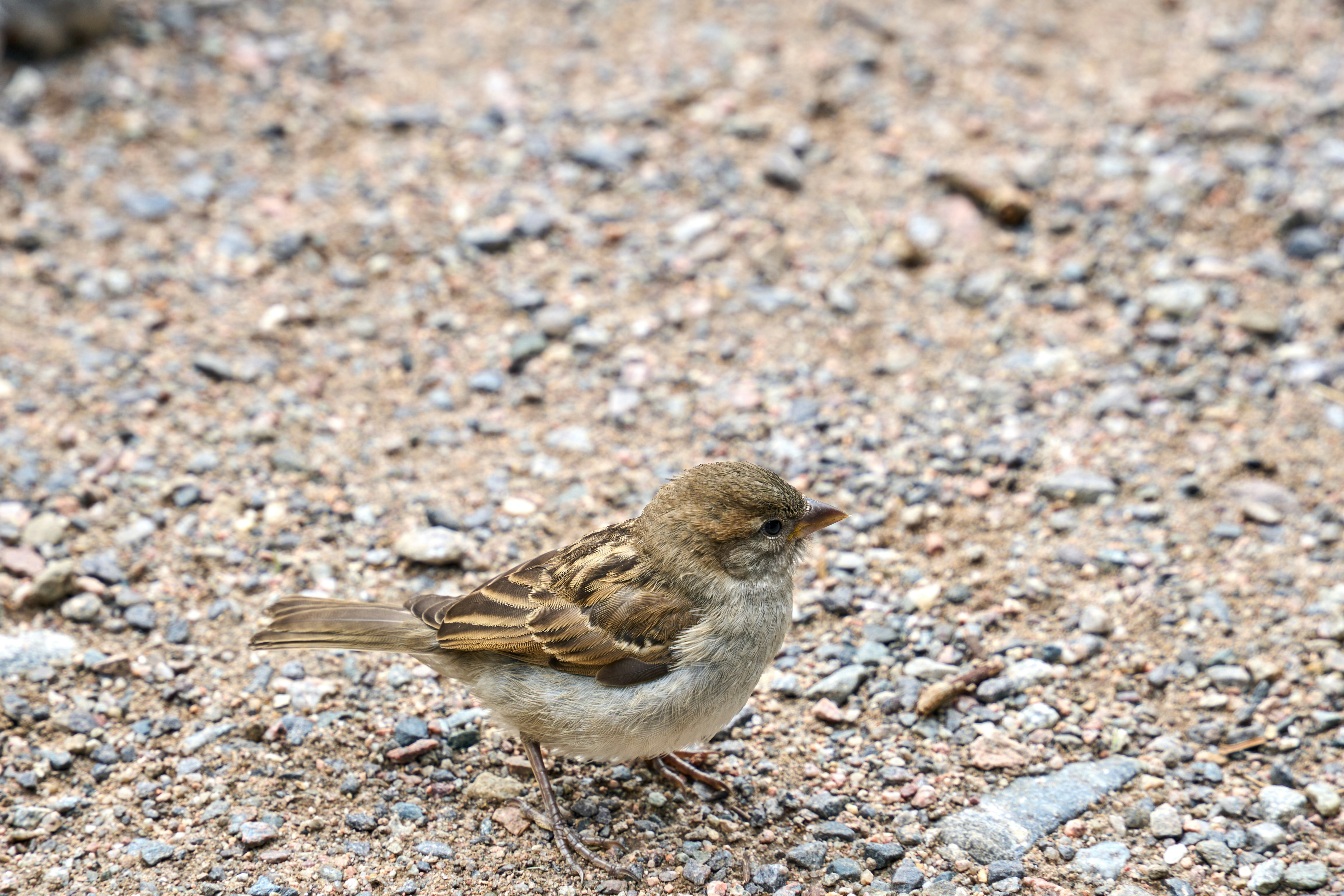 Photo by wolfgang_hasselmann