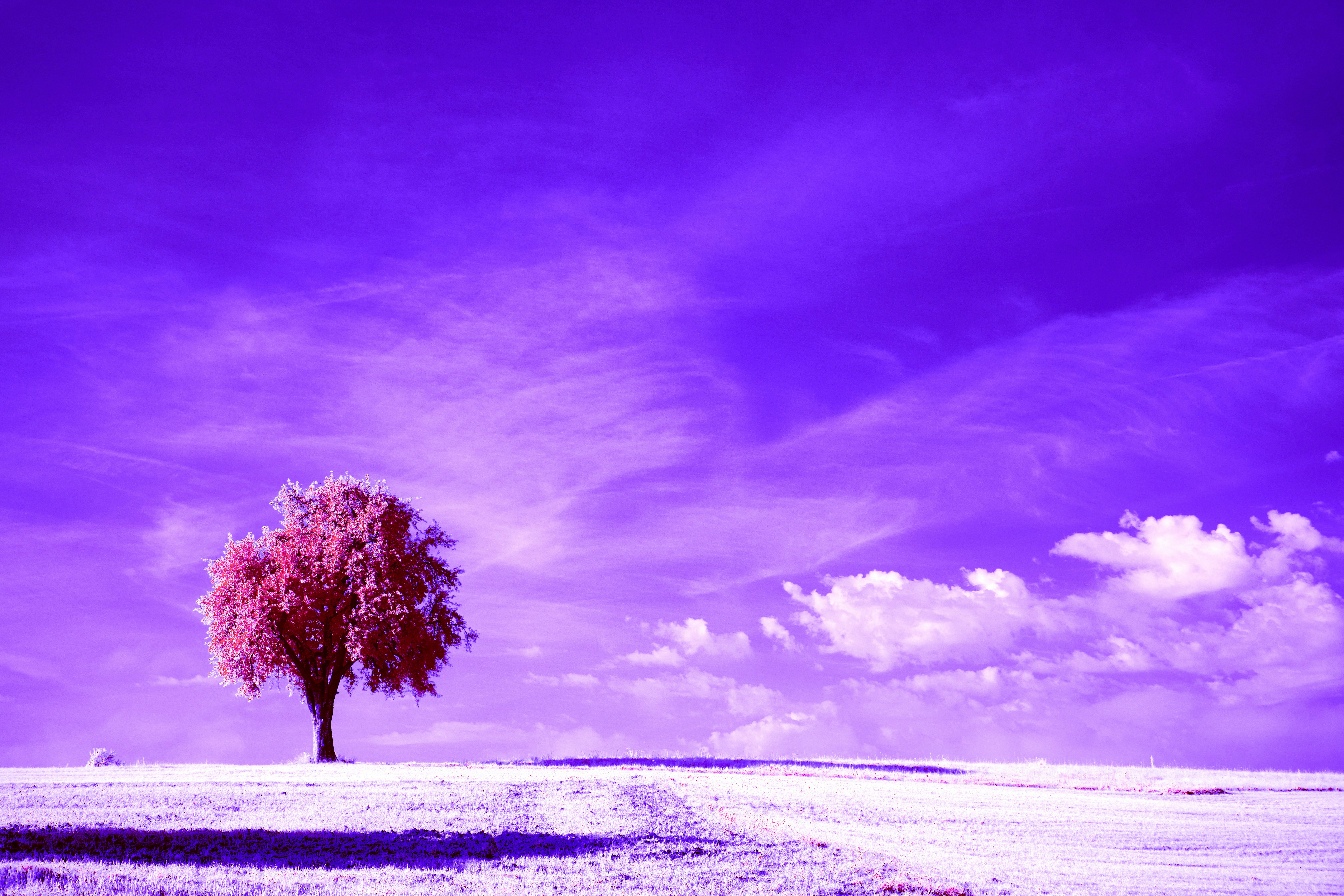 Photo by wolfgang_hasselmann