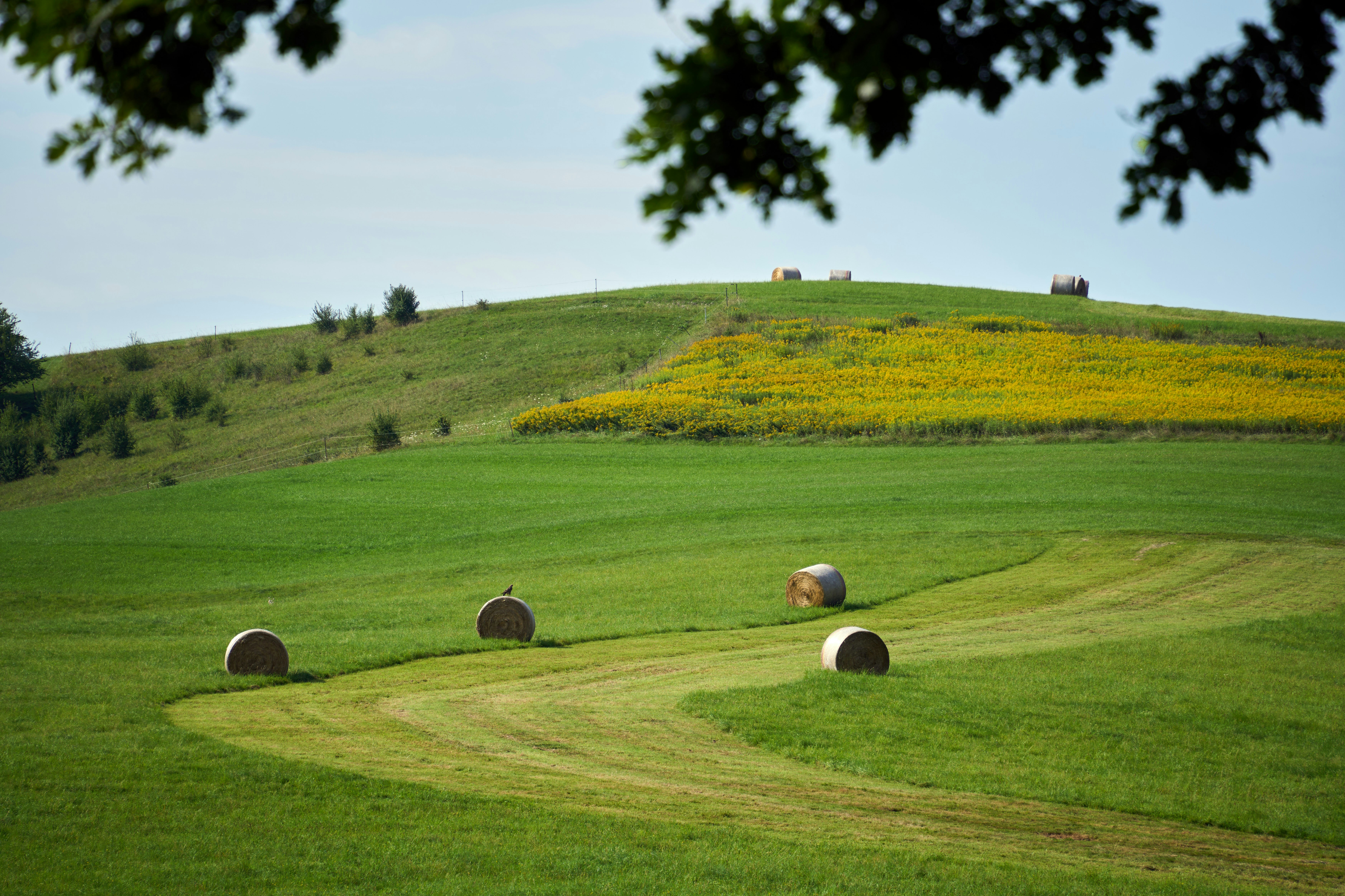 Photo by wolfgang_hasselmann