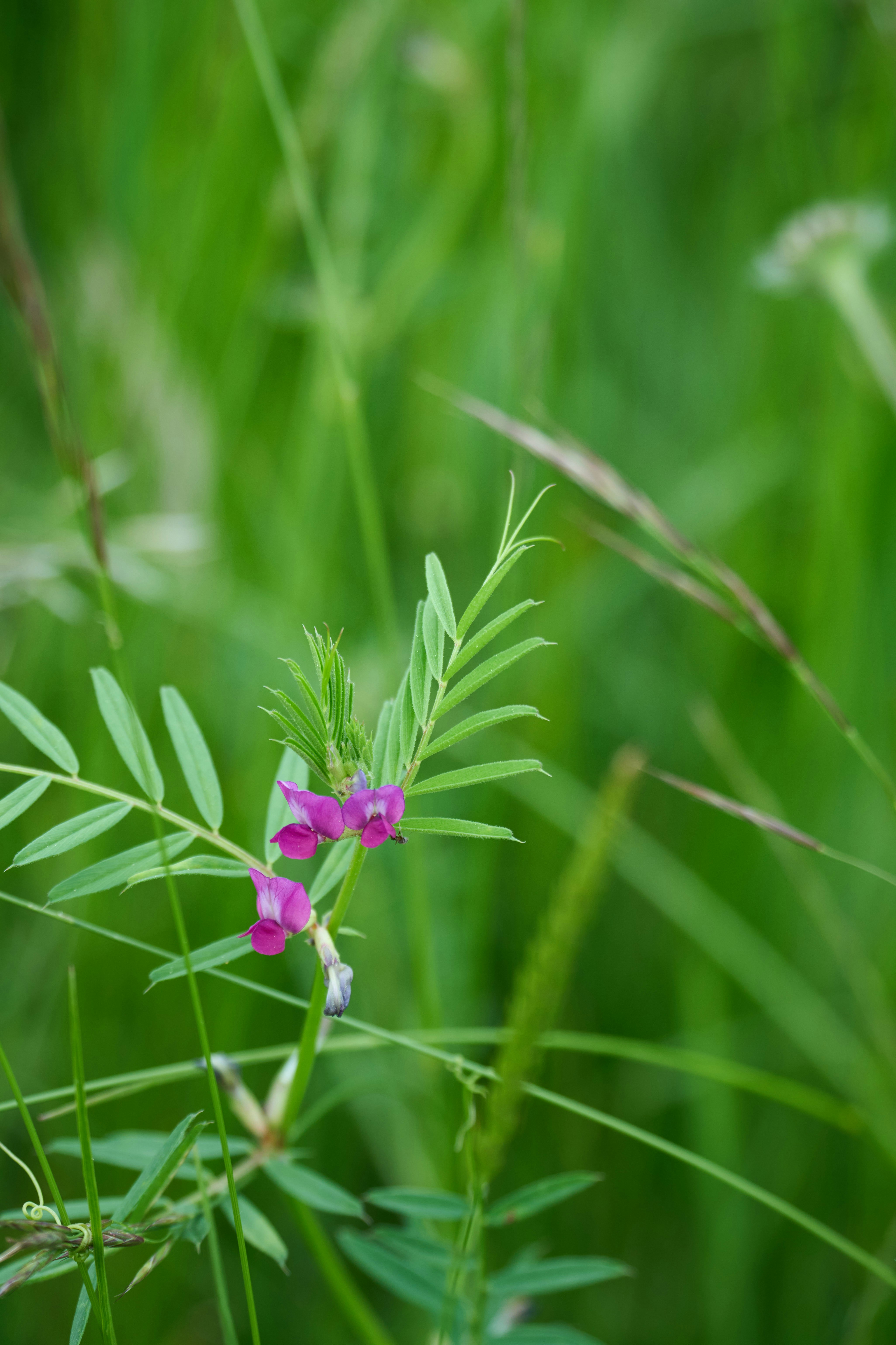 Photo by wolfgang_hasselmann