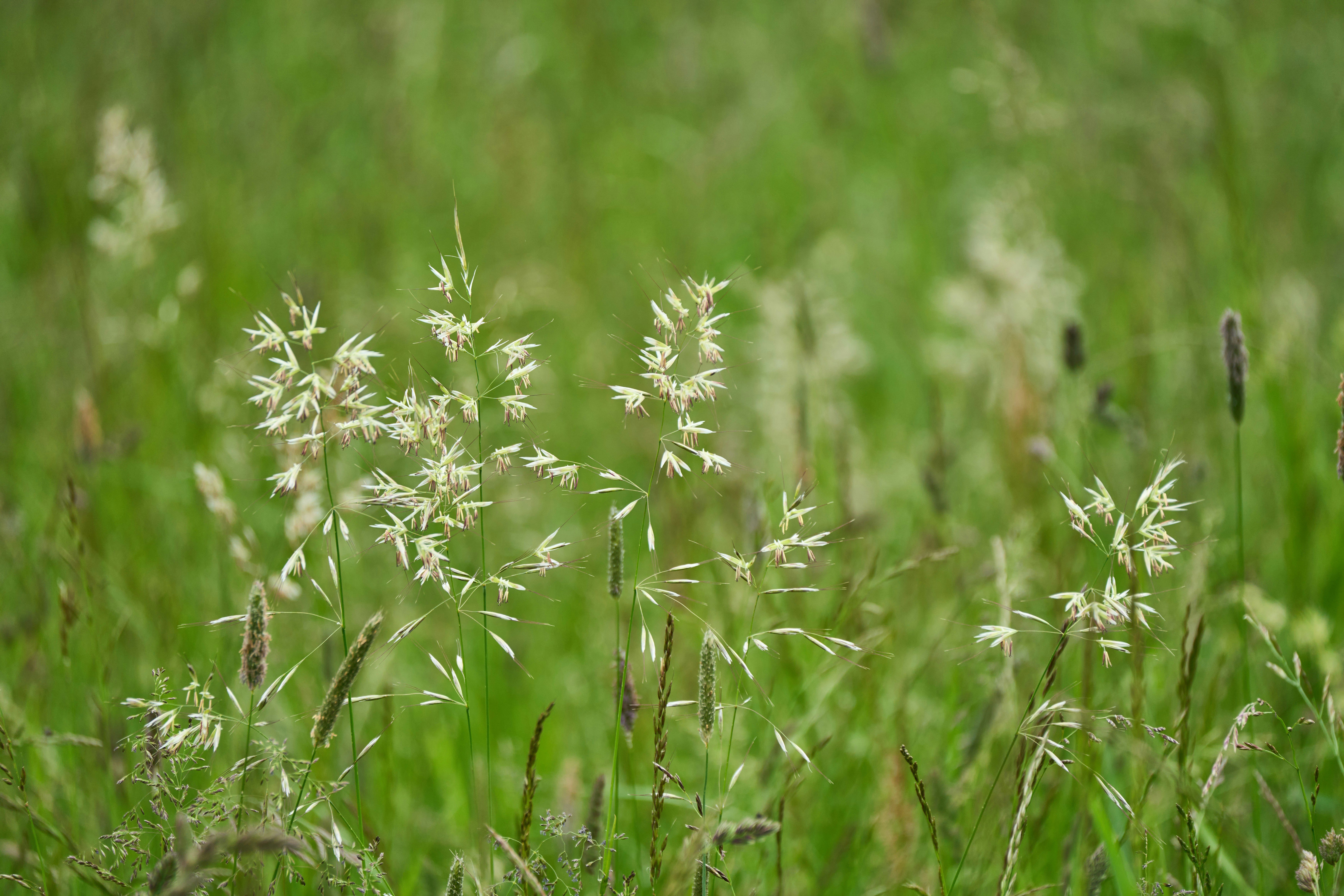 Photo by wolfgang_hasselmann