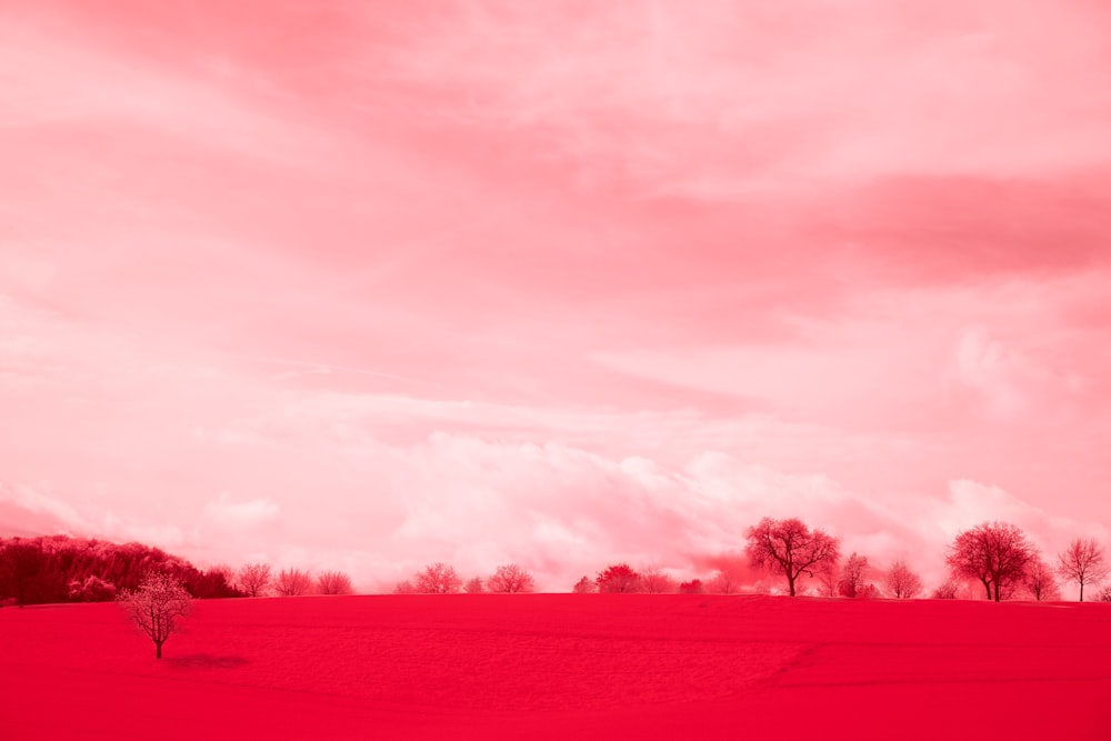 a lone tree in a red field under a cloudy sky
