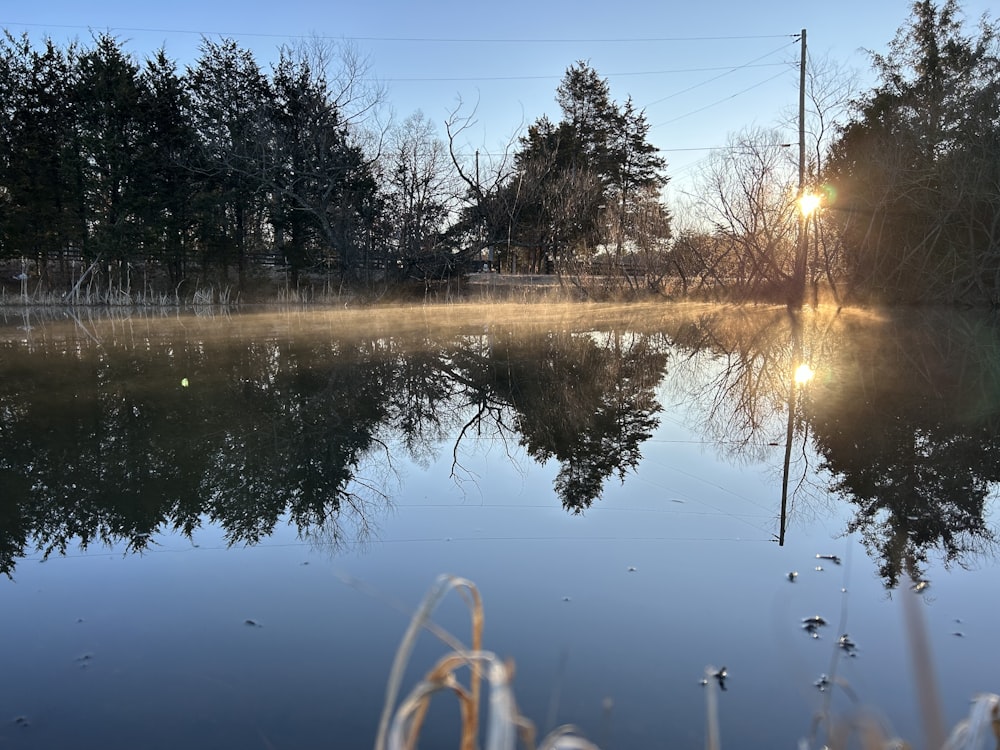 a body of water surrounded by a forest