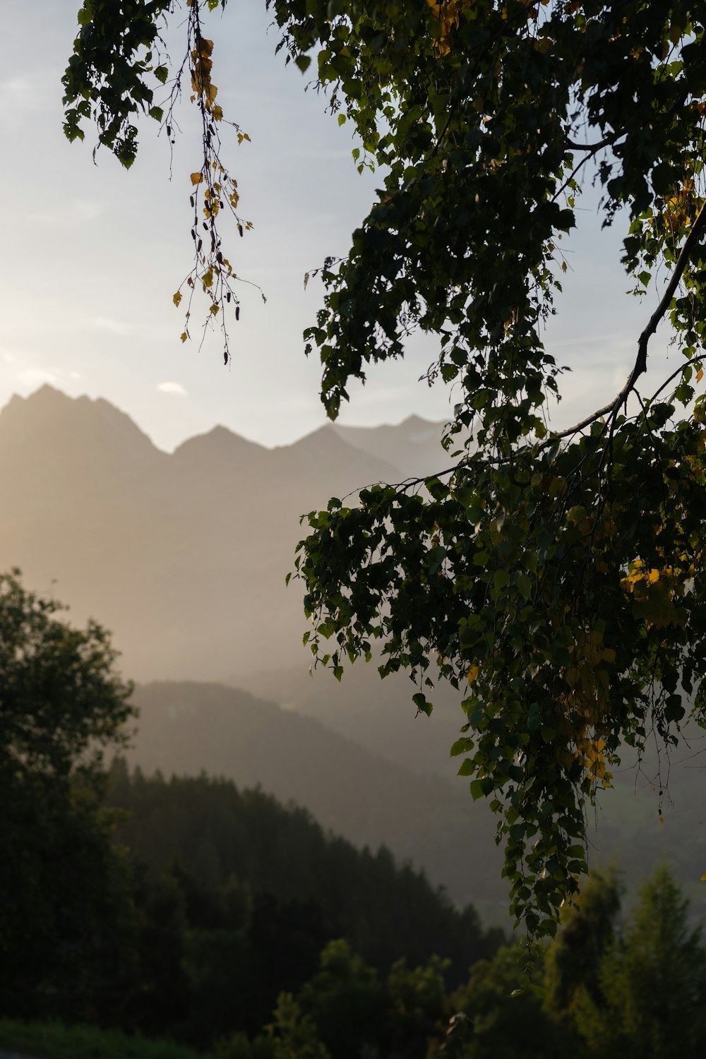 a view of a mountain range with trees in the foreground