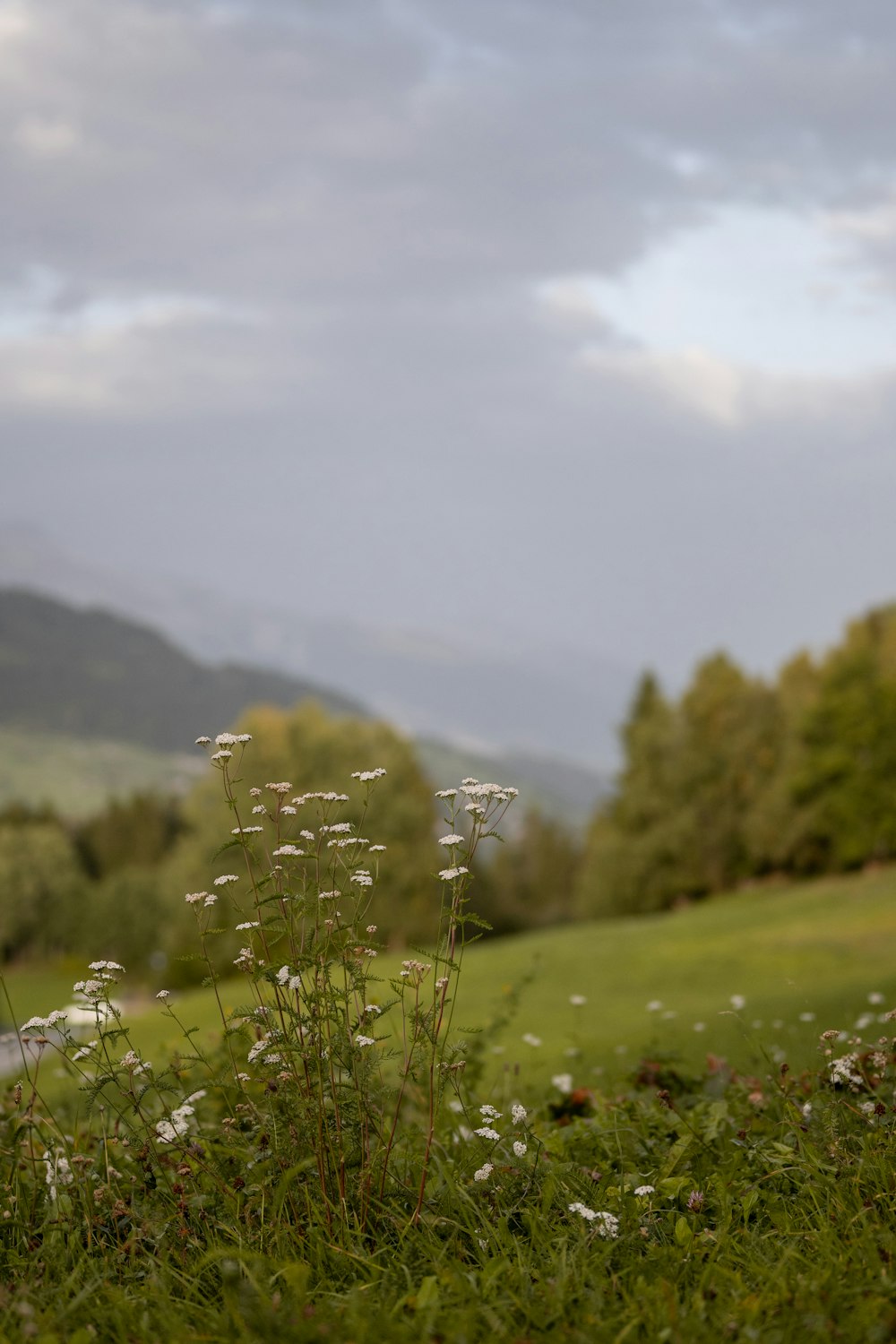 a grassy field with flowers and trees in the background