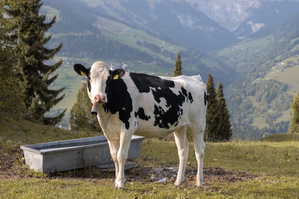 a black and white cow standing next to a trough