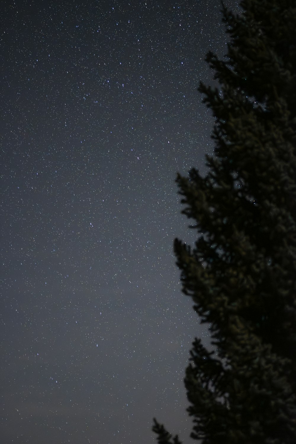 the night sky with stars above a pine tree