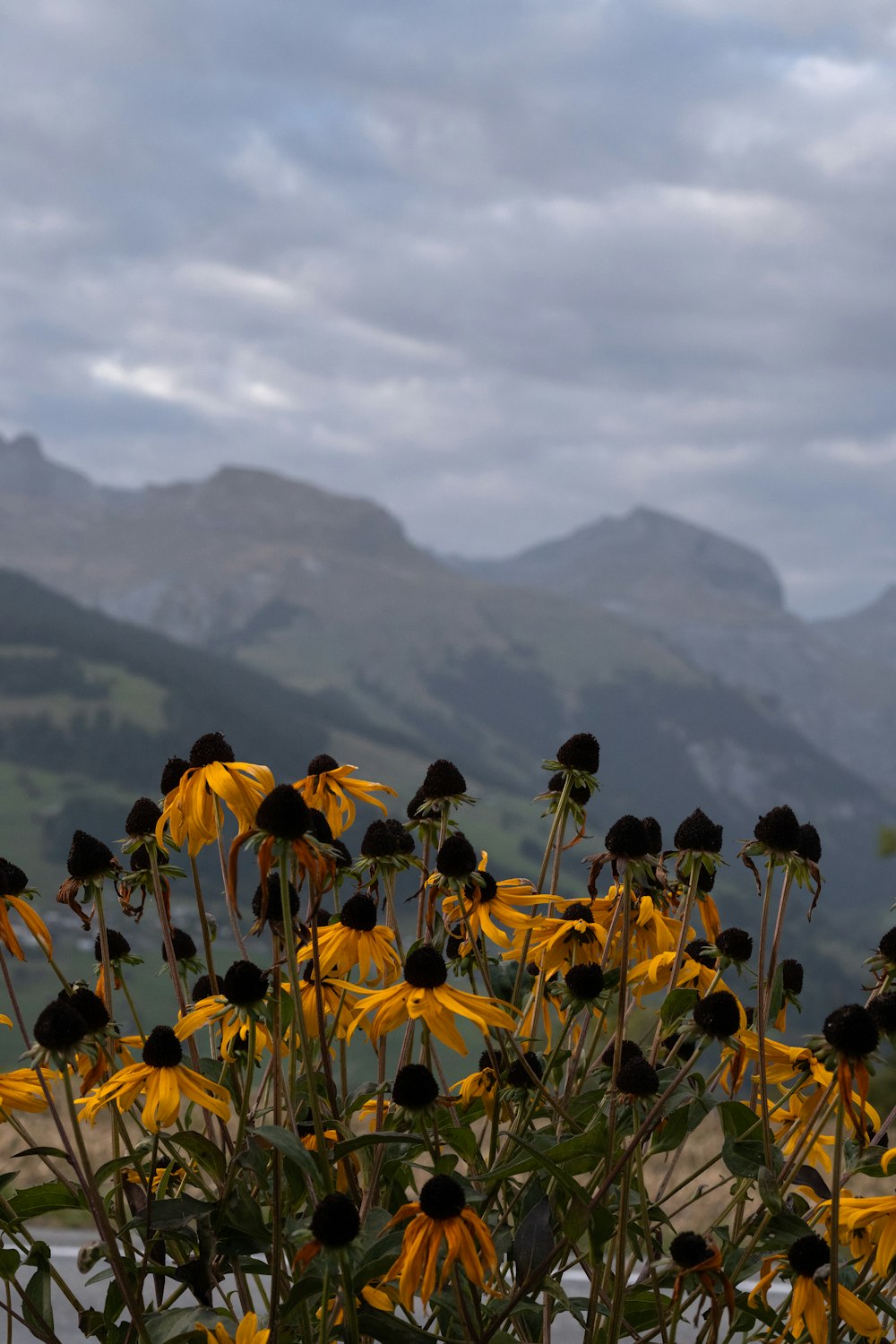 a field of yellow flowers with mountains in the background