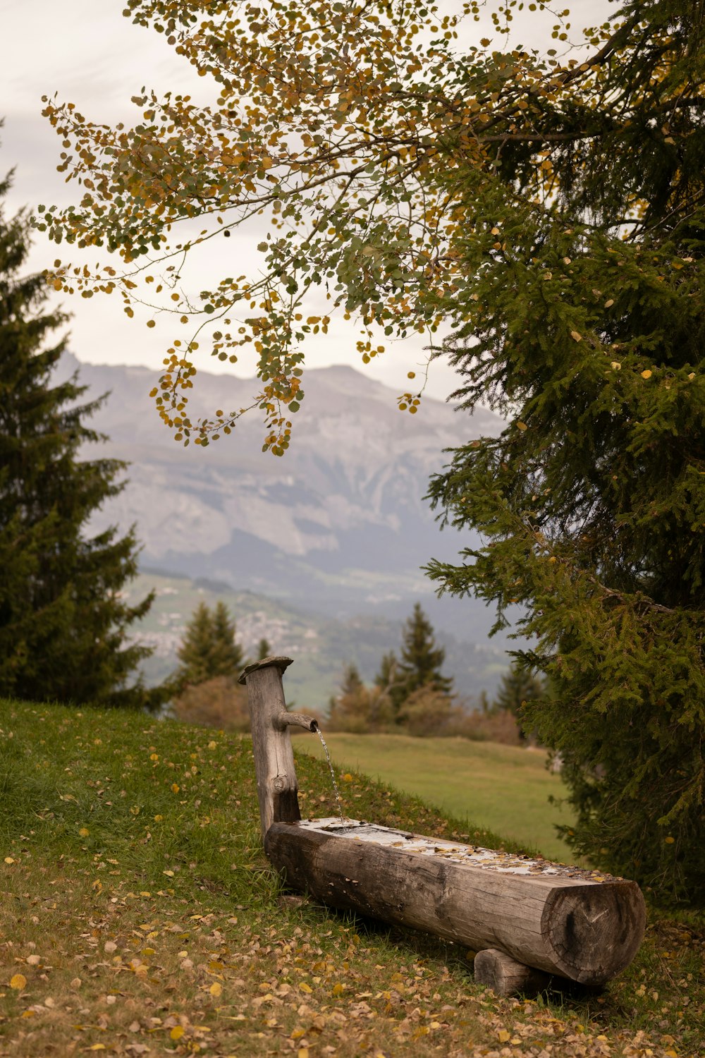 a wooden bench sitting on top of a lush green hillside