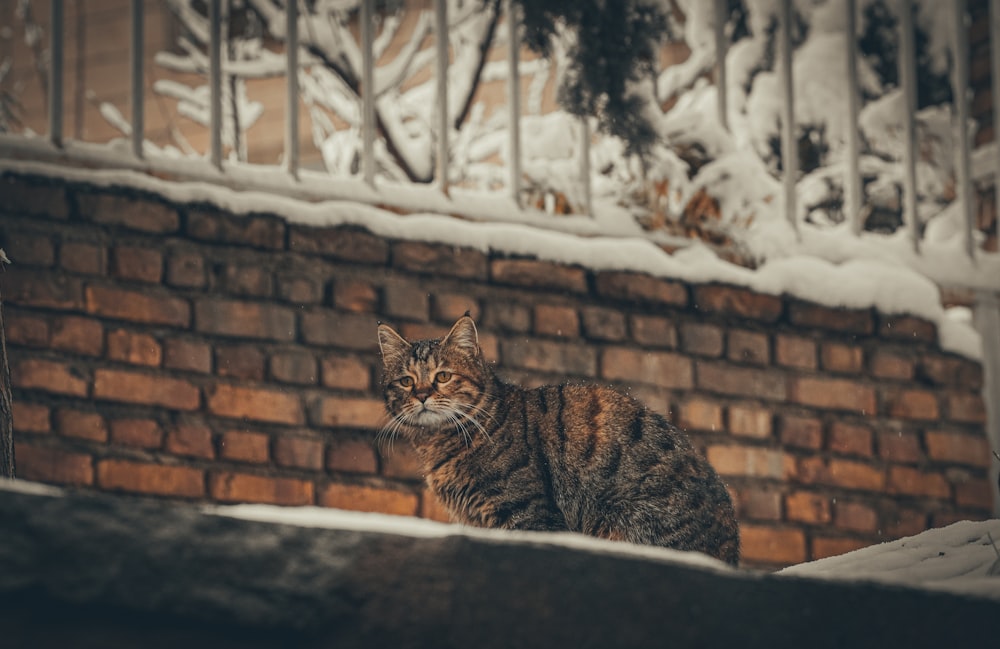 a cat sitting on a ledge in the snow