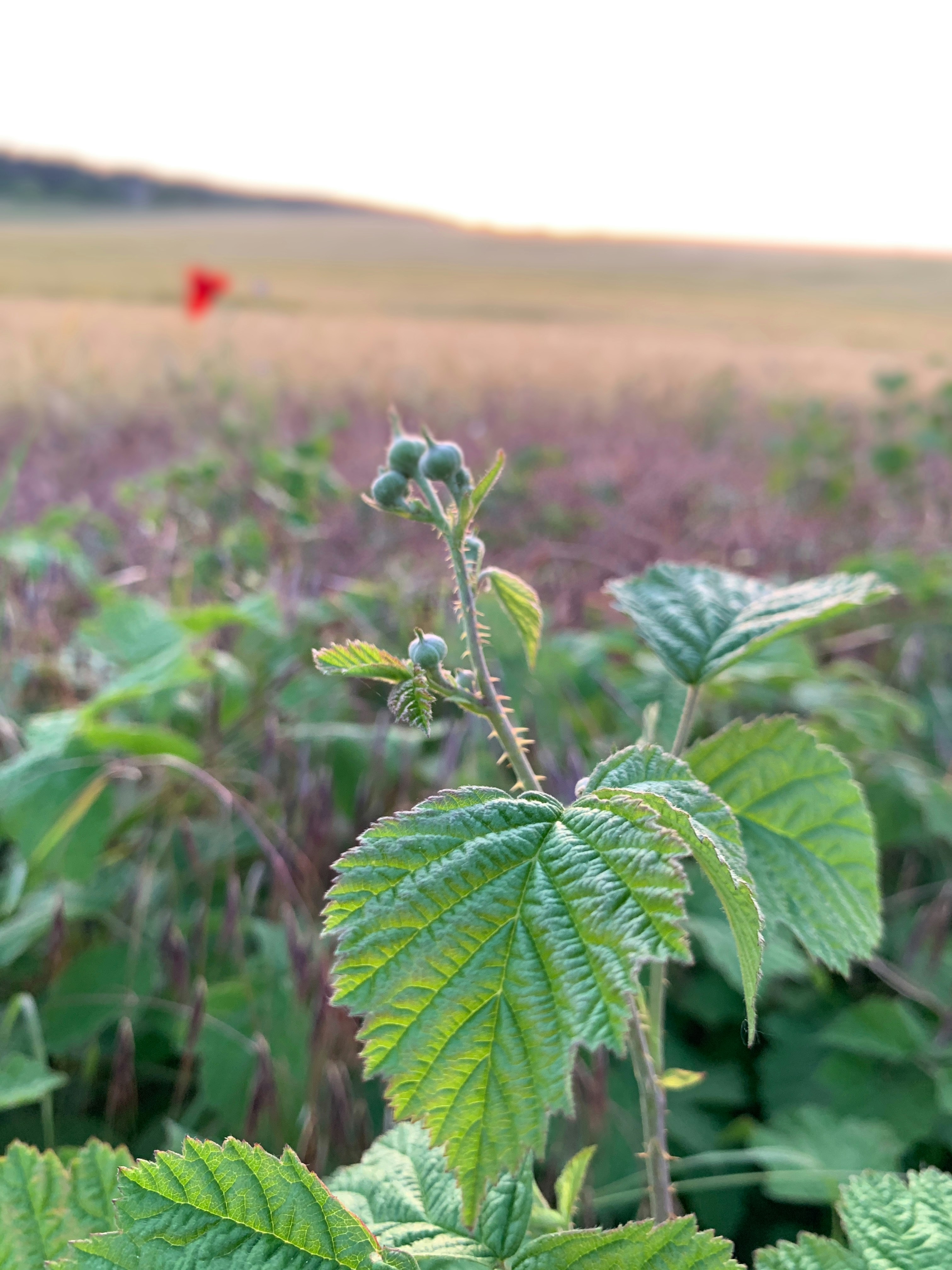 a plant with green leaves in a field