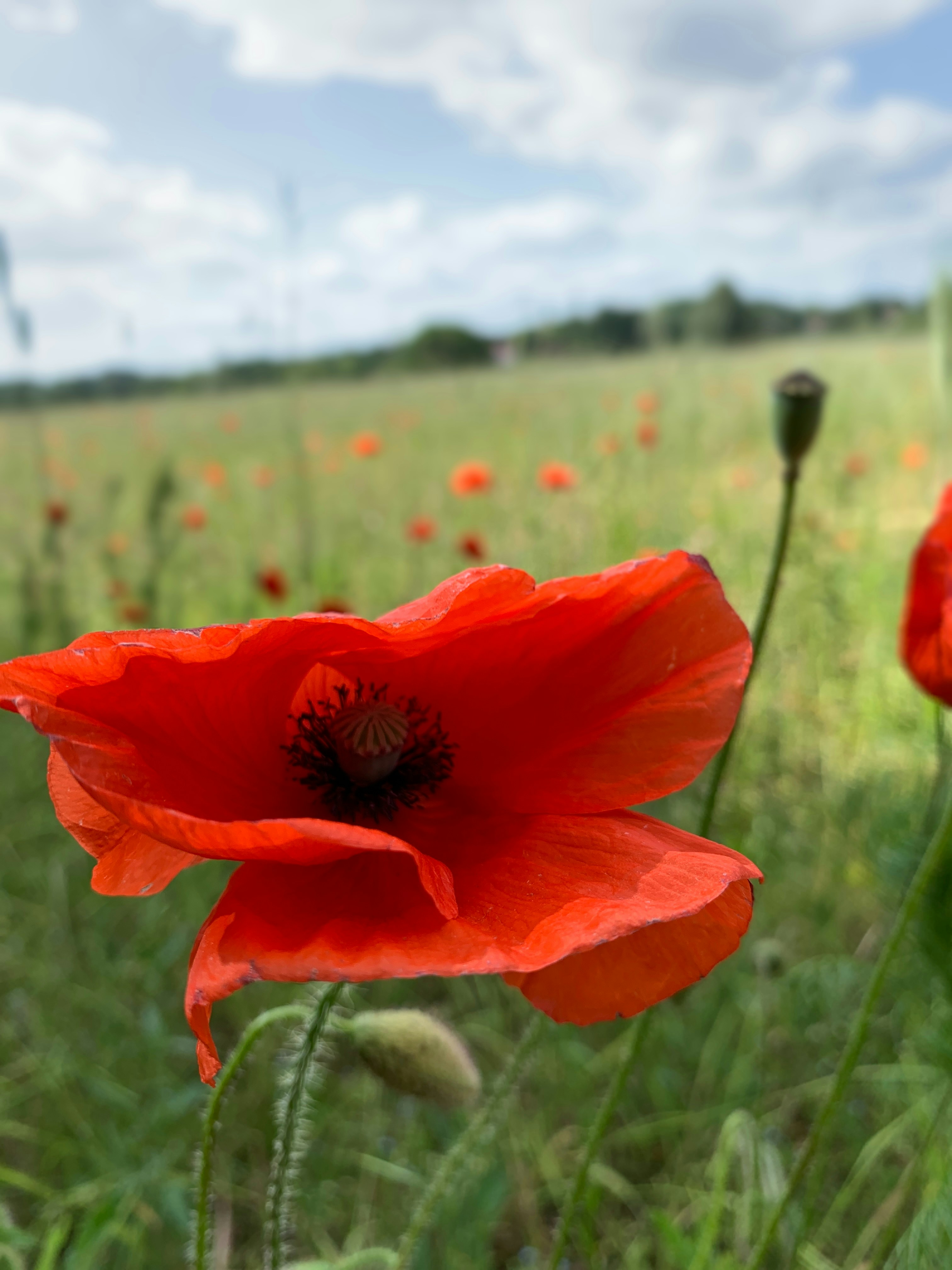 a field full of red flowers on a sunny day