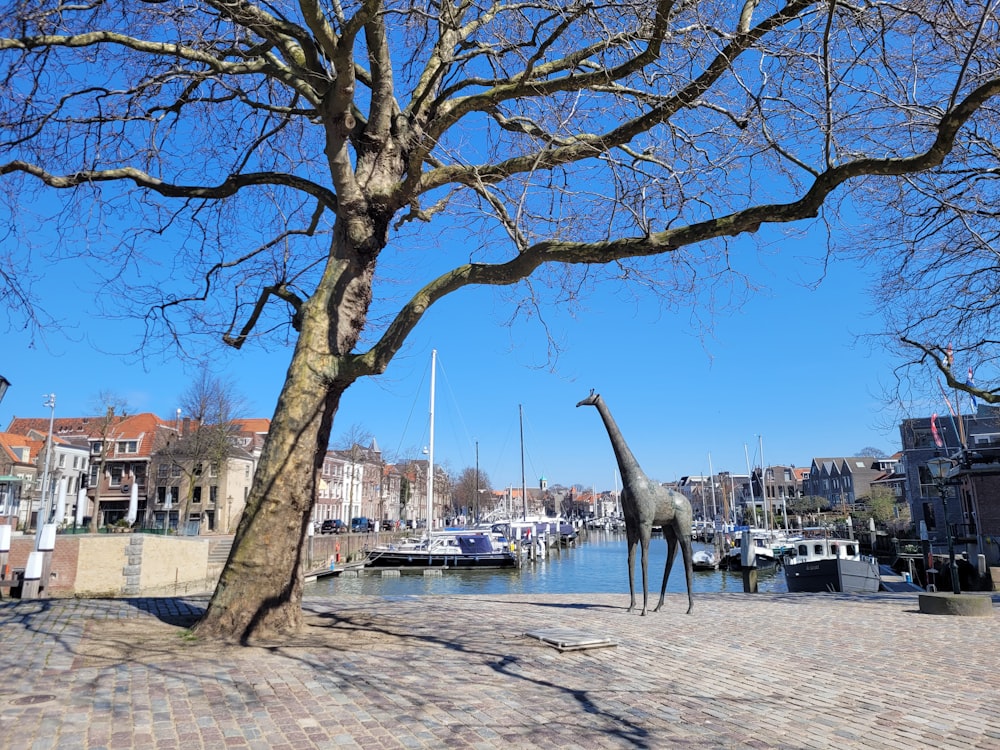 a giraffe standing next to a tree near a body of water