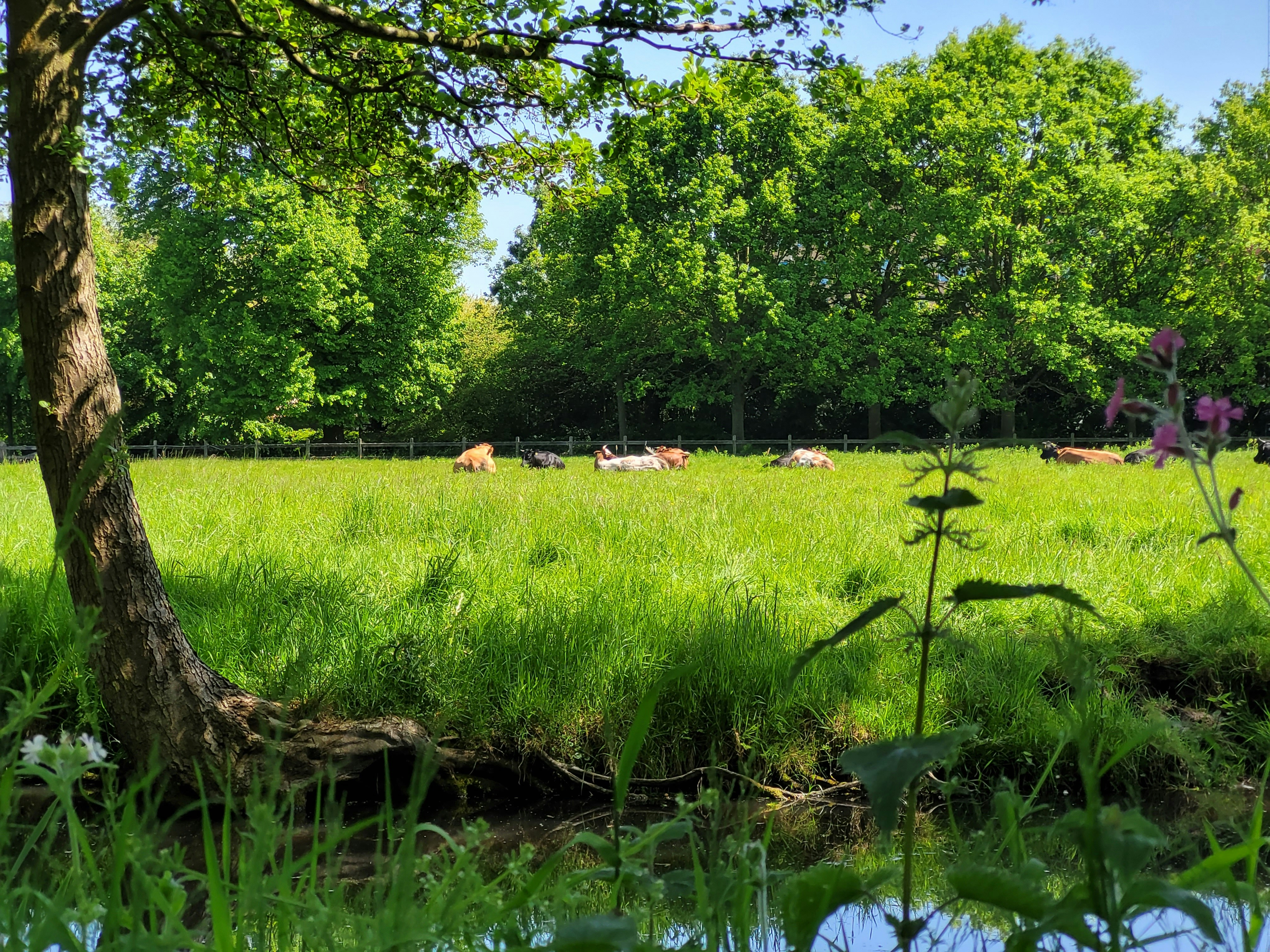 a herd of cattle grazing on a lush green field