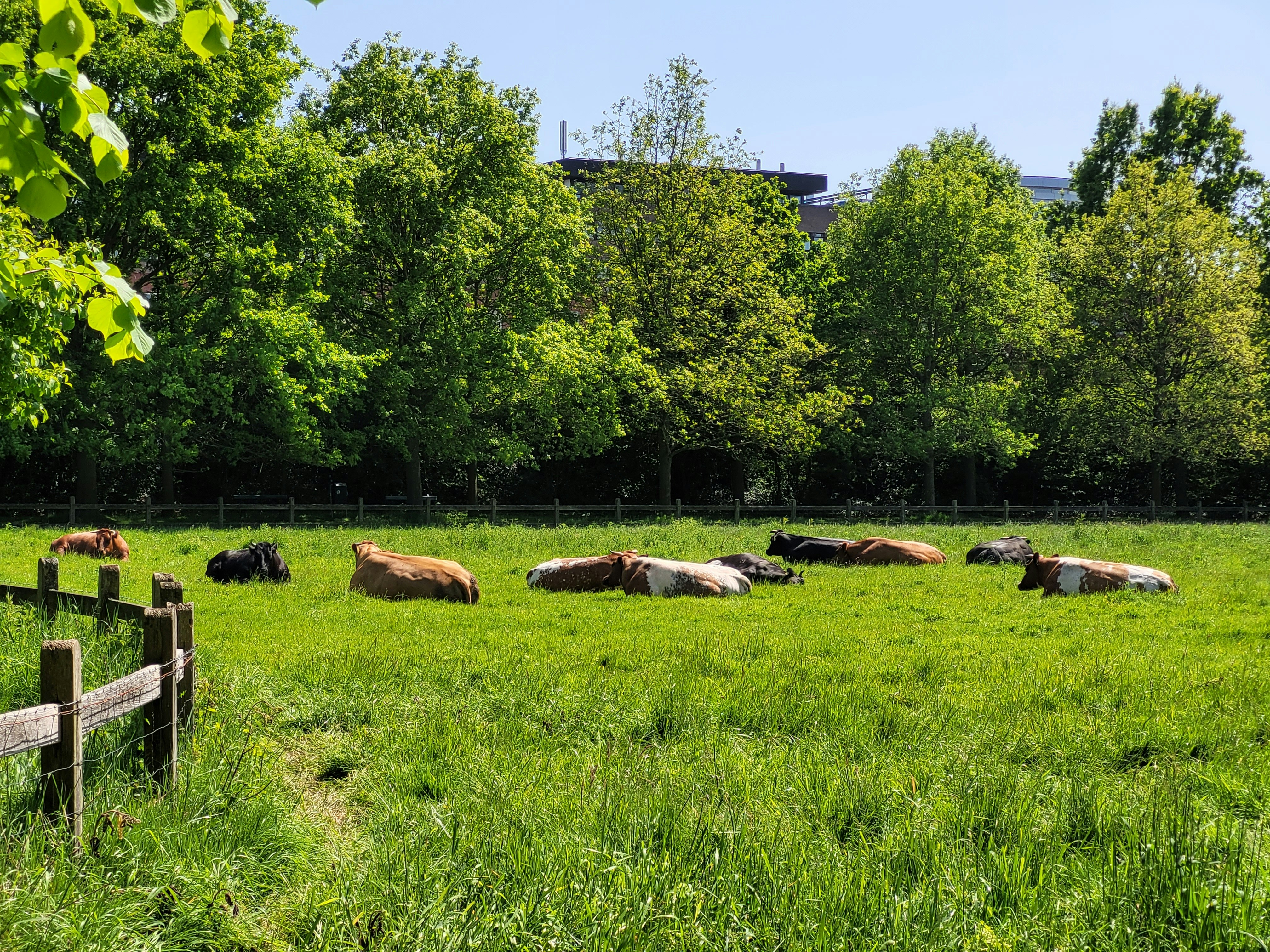 Afbeelding van 's-Gravenhage