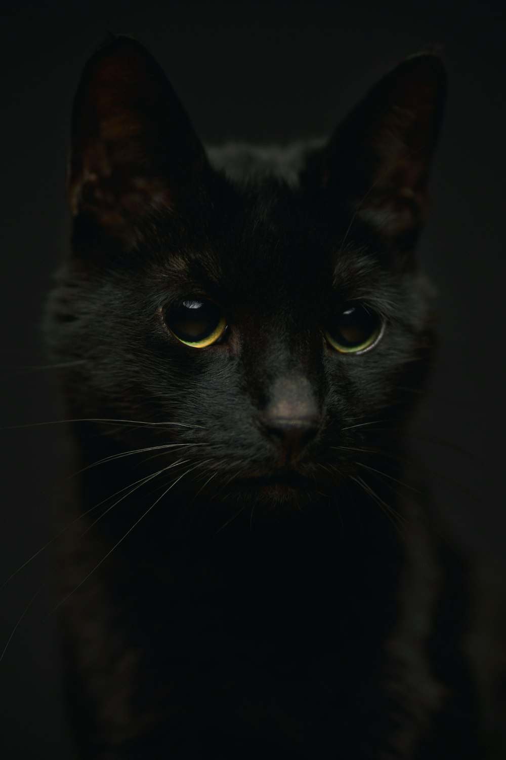 a close up of a black cat with yellow eyes