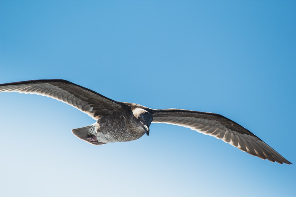 a large bird flying through a blue sky