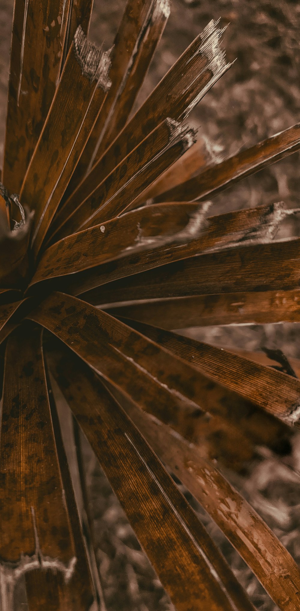 a close up of a plant with brown leaves