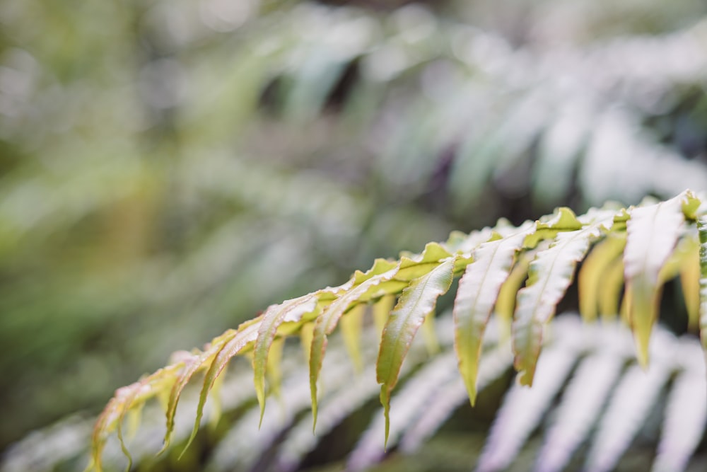 un primo piano di una foglia verde su un albero