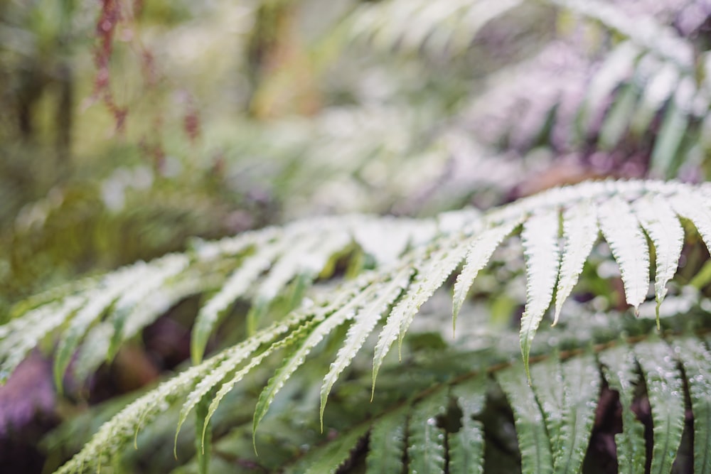 a close up of a plant with lots of leaves