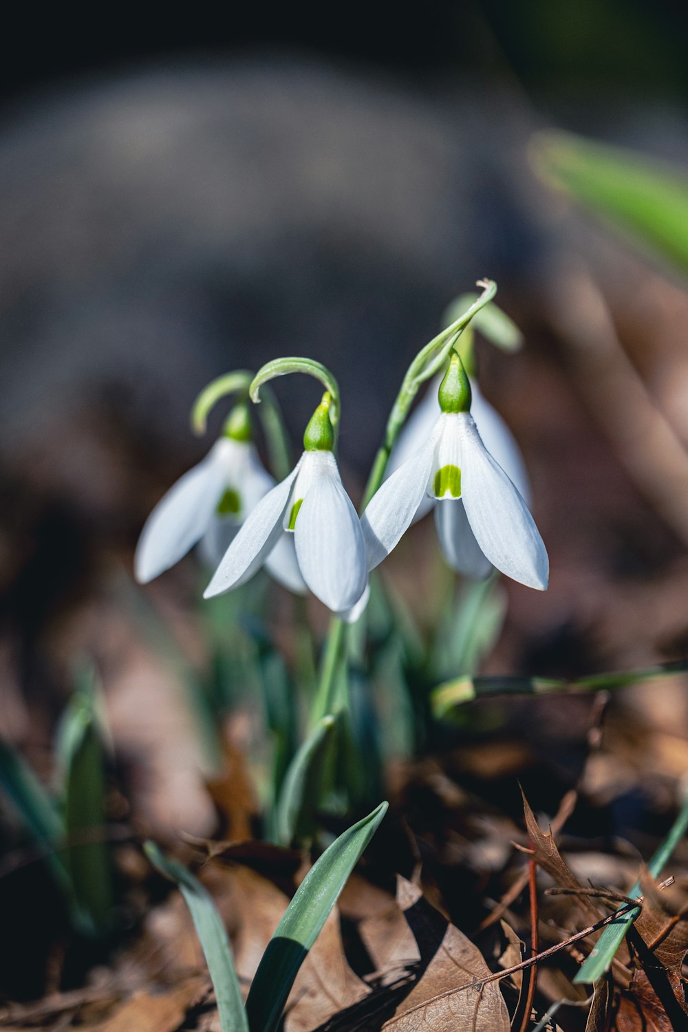 a group of white flowers sitting on top of a leaf covered ground