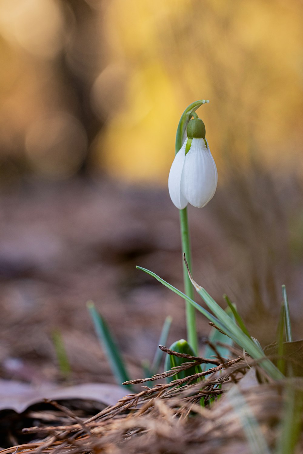 a small white flower is growing out of the ground