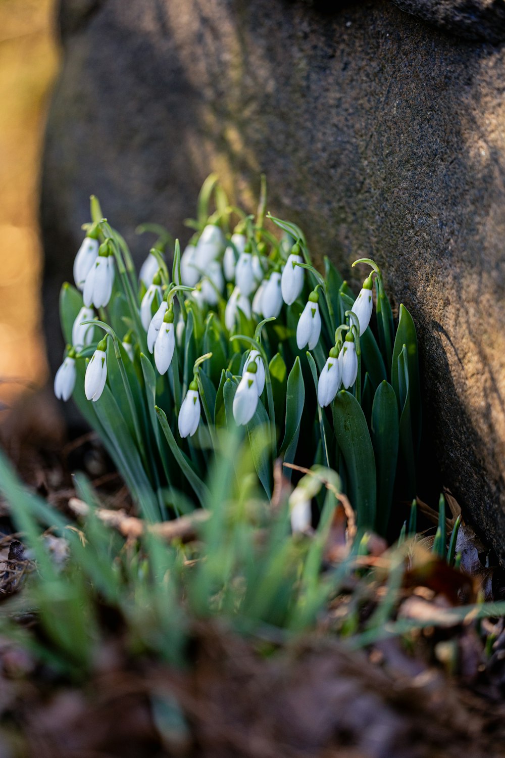 a bunch of white flowers growing out of the ground