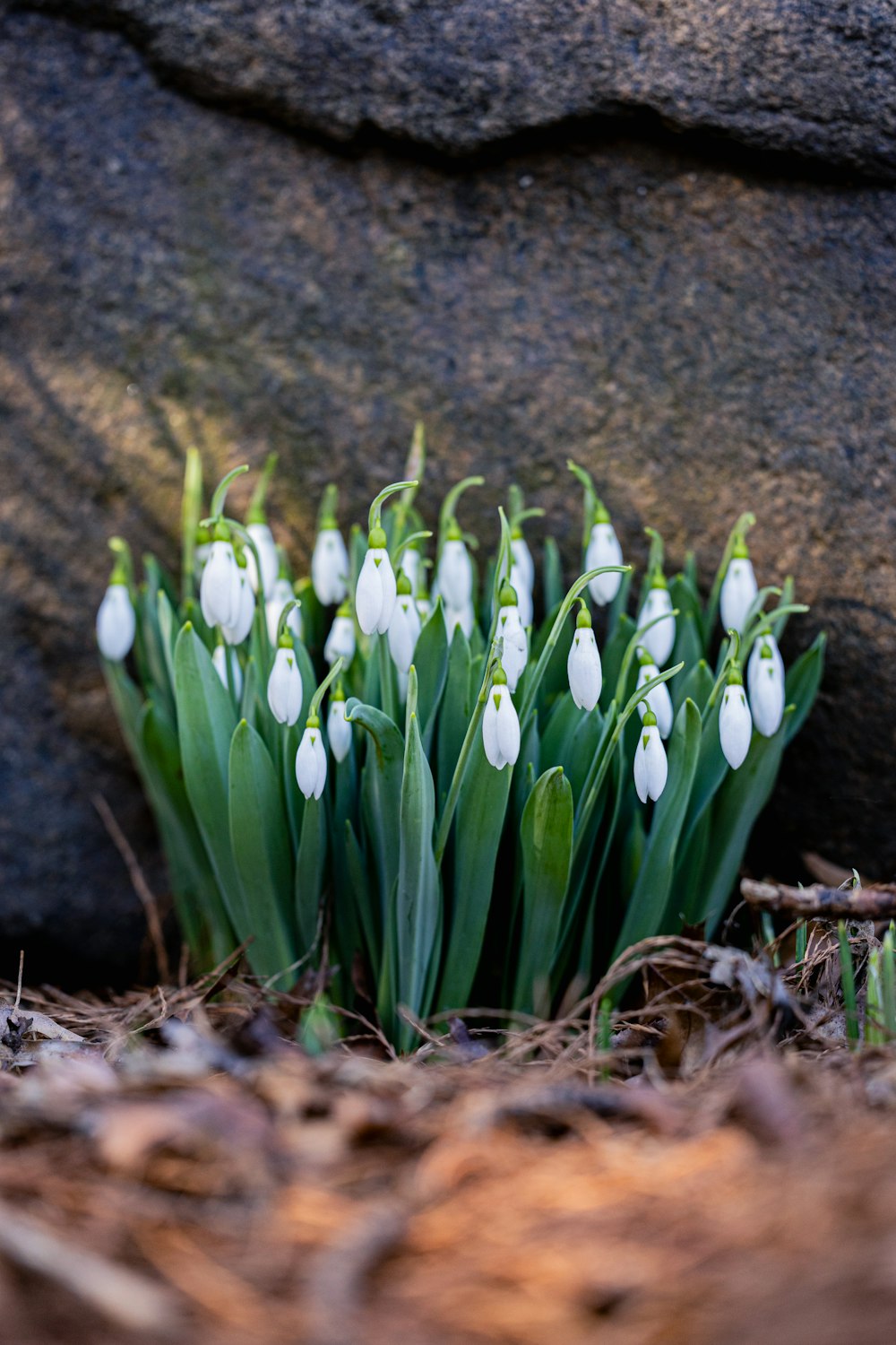 a group of white flowers growing out of the ground