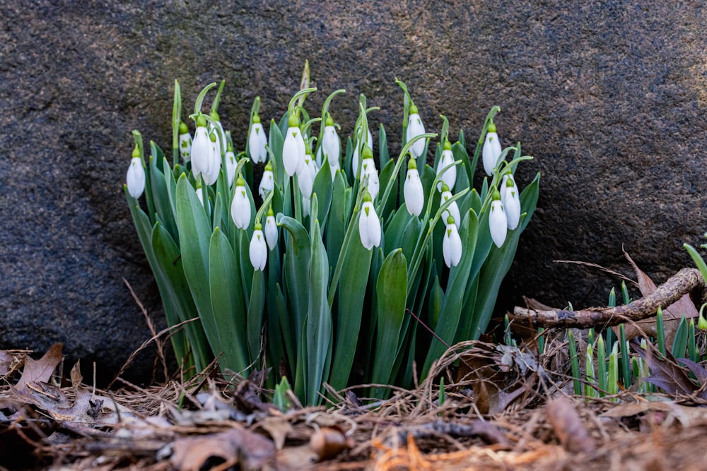 a group of white flowers growing out of the ground