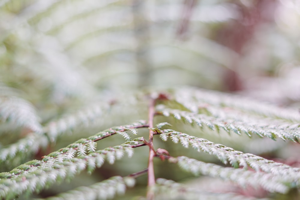 Un primer plano de una planta con hojas verdes