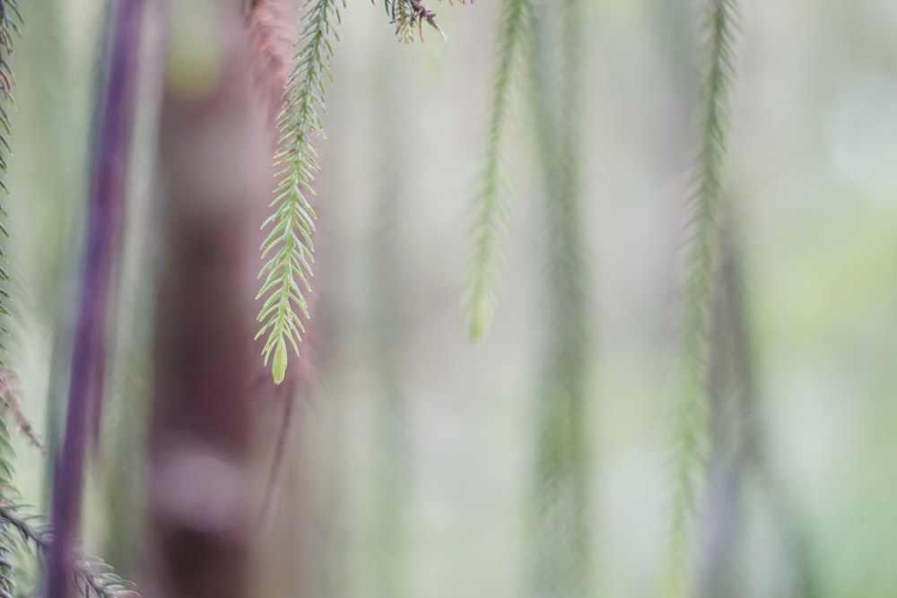 a close up of a tree branch with a blurry background