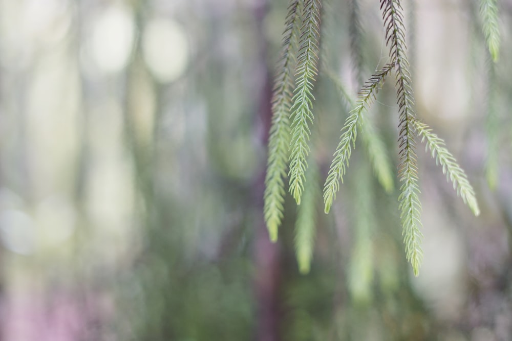 a close up of a tree branch with a blurry background