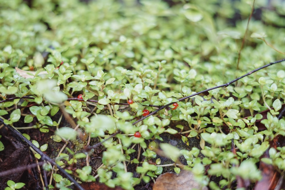 a close up of a patch of green plants