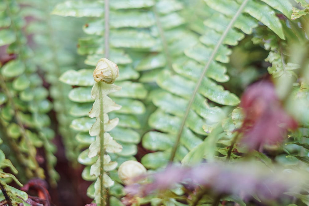 a close up of a plant with lots of leaves