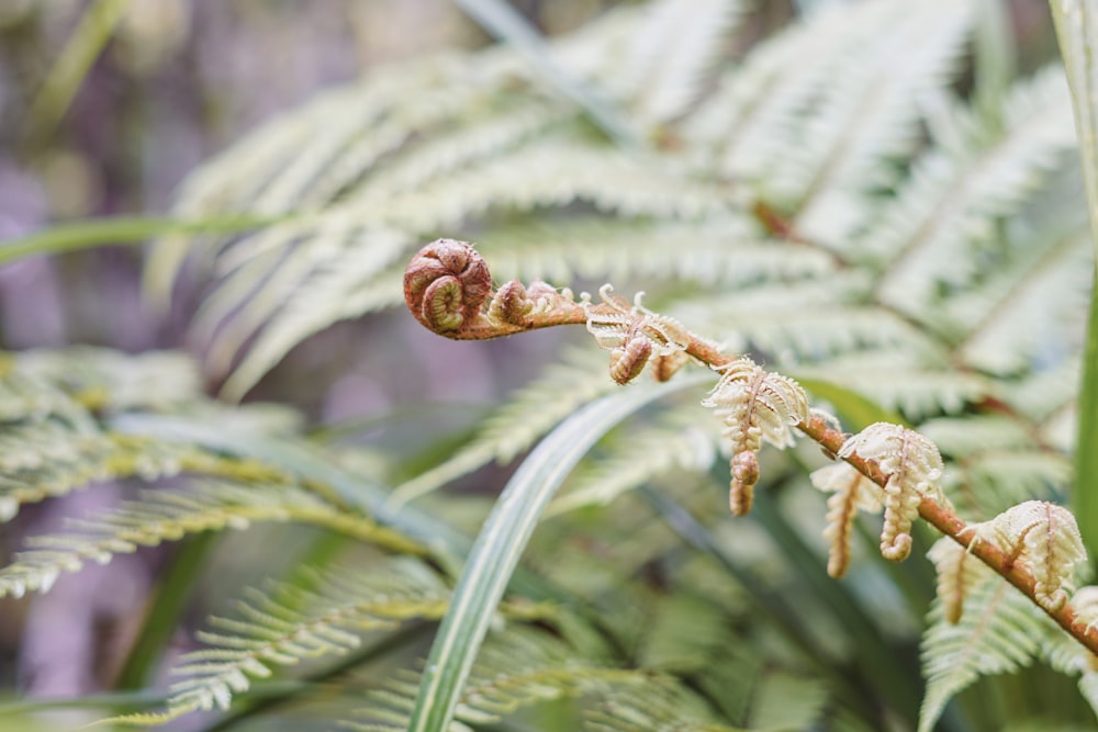 葉を持つ植物のクローズアップ