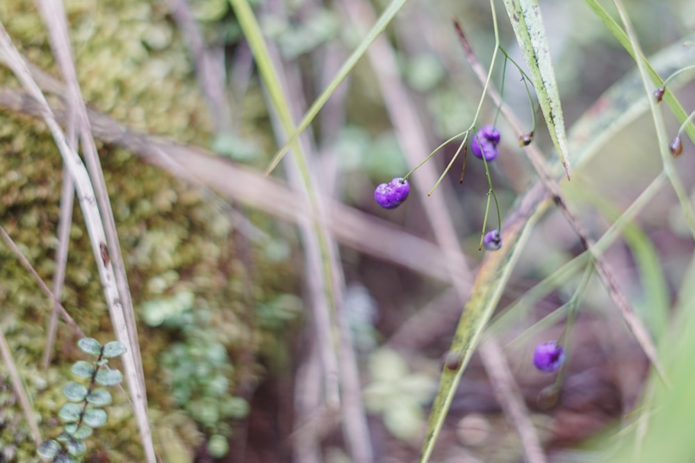 small purple flowers growing on the side of a mossy tree