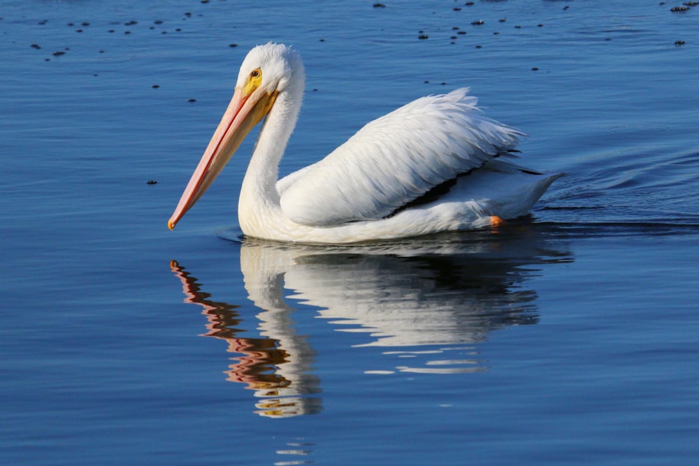 a white pelican floating on top of a body of water