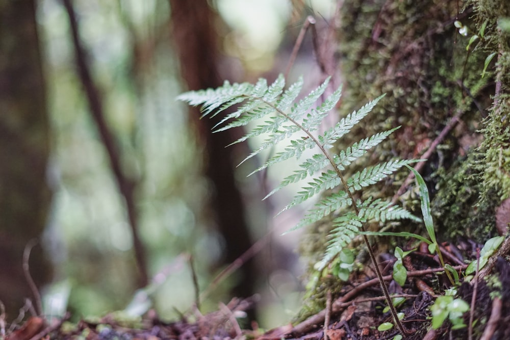 a fern grows on a mossy tree in the woods