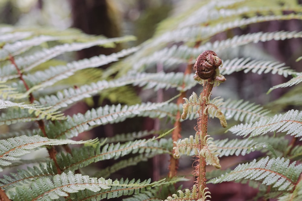 a close up of a plant with many leaves