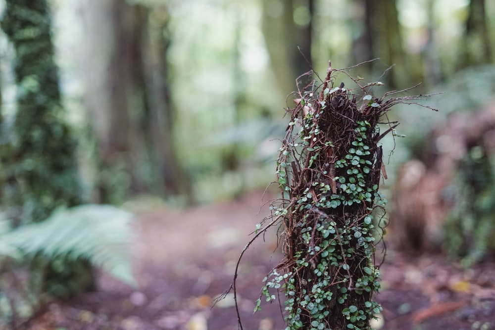 a tree trunk covered in vines in a forest