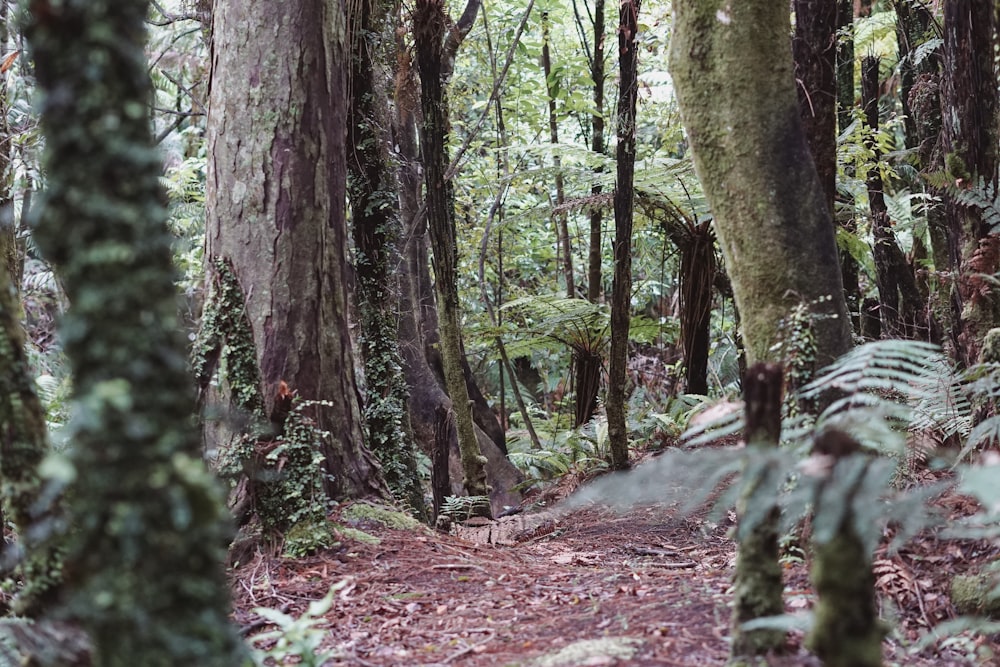 una foresta piena di alberi e piante