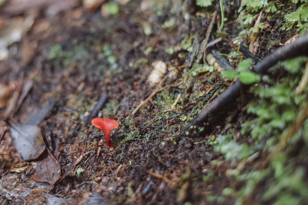 a small red mushroom sitting on the ground