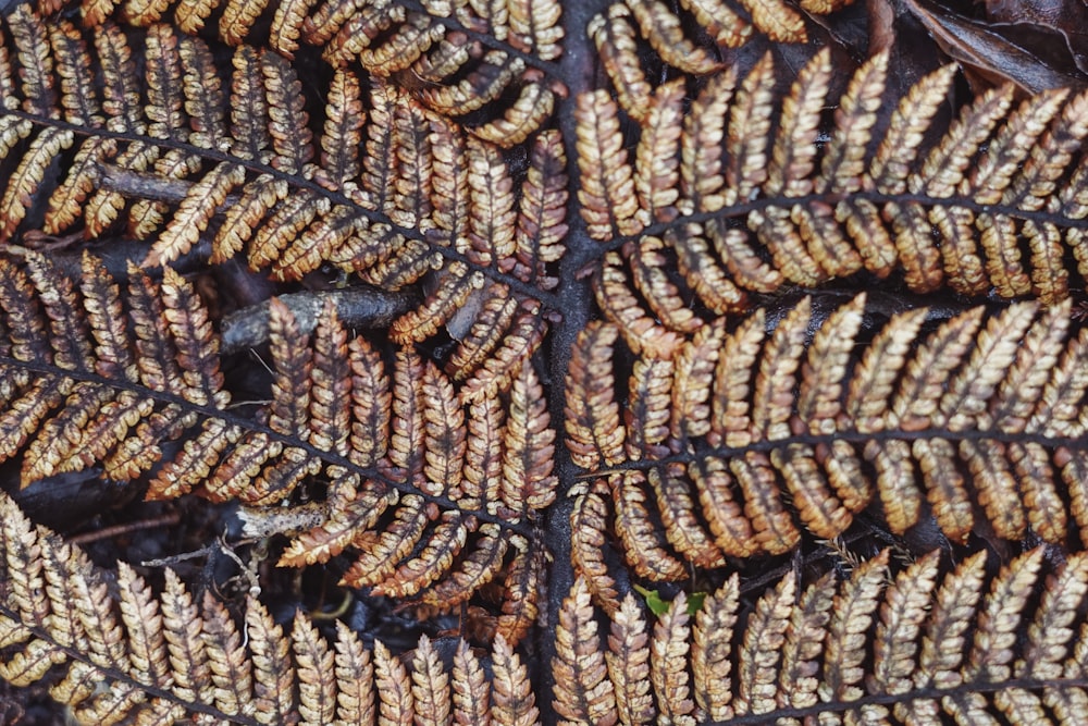 um close up de uma planta com folhas marrons