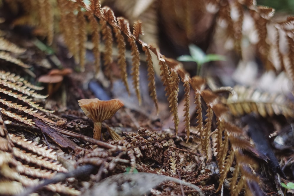 un groupe de plantes qui se trouvent sur le sol