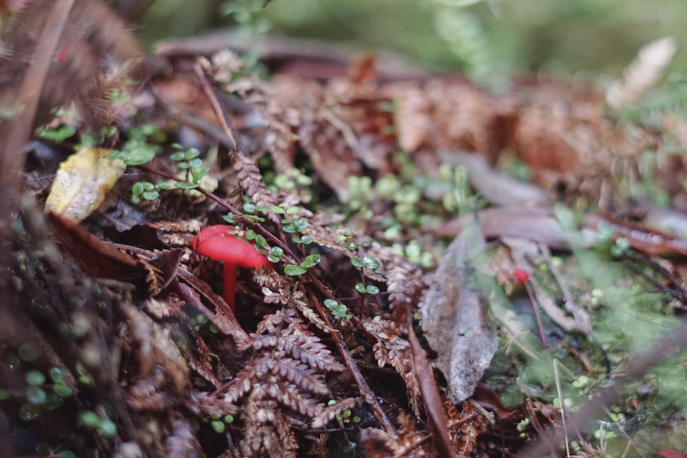 um cogumelo vermelho sentado em cima de um chão de floresta