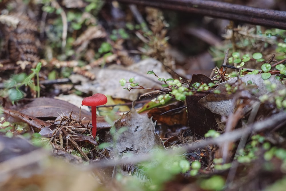 a small red mushroom sitting on the ground